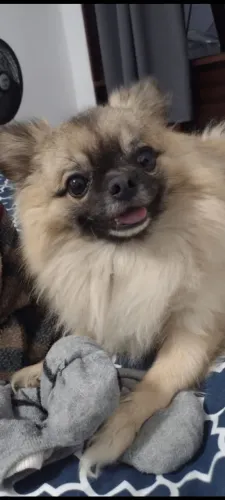 LuLu da Pomerânia quer Namorada