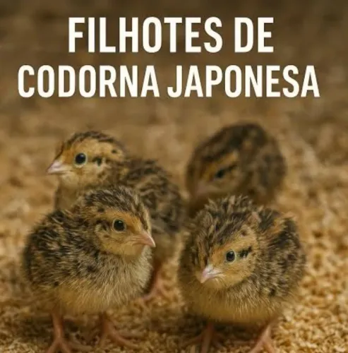 Codorna 