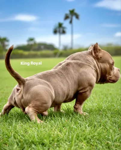 Micro Bully - King Royal