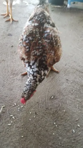 Galinha Sertaneja Balão