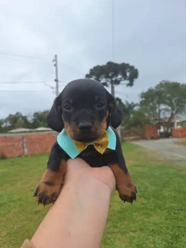 Lindo filhote de basset macho