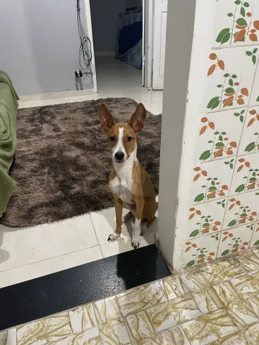 Doa-se cão dócil e amável
