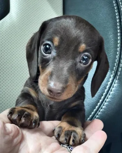 Dachshund: Conheça um Companheiro Cheio de Personalidade