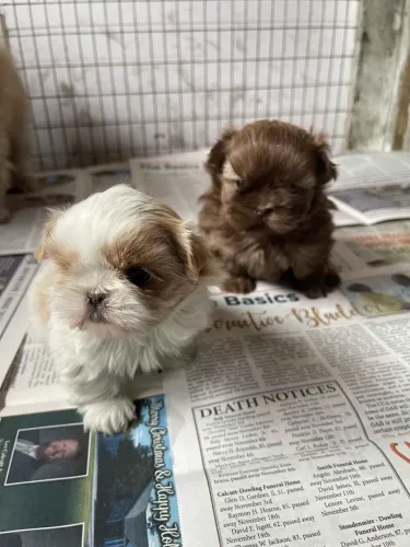 Filhoets de Shih Tzu | Diversão constante.