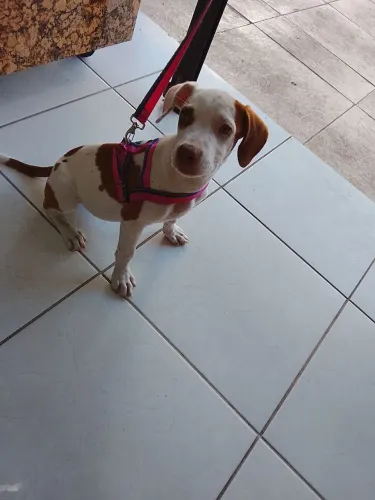 Cachorra Pitbull 