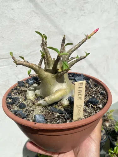 Caudex escultural- Arabicum Black Soco Thai