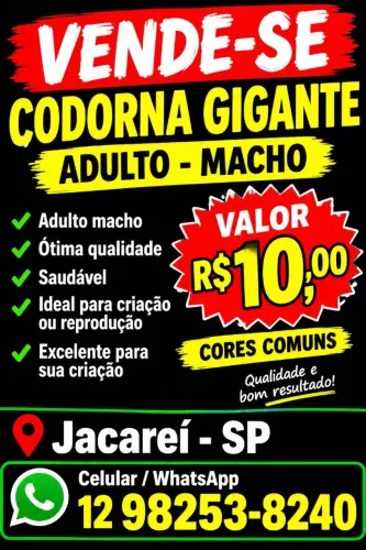 Codorna gigante macho adulto 