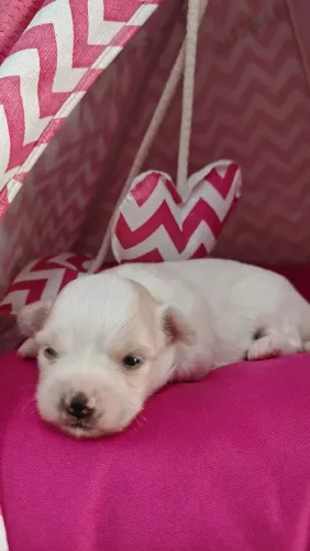 Chihuahua pedigree cbkc 