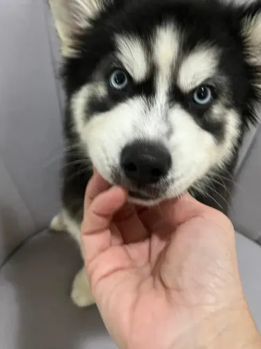 02 últimos Filhotes Machos Husky Siberiano com pedigree CBKC