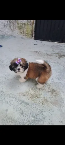 Shitzu fêmea 2 meses
