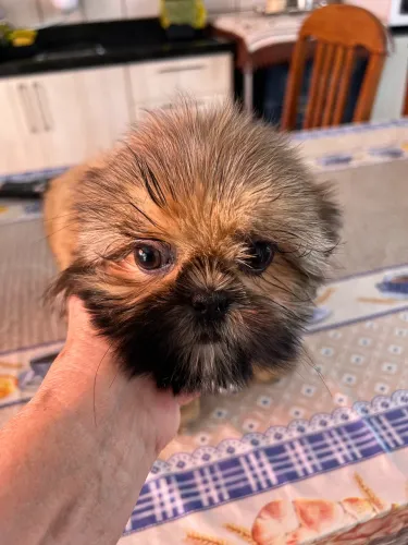 Aminal de estimação do