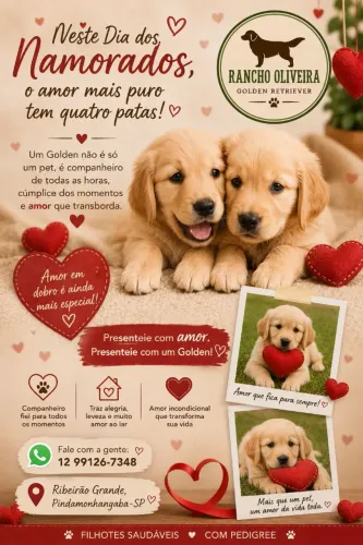 Filhotes Golden Retriever