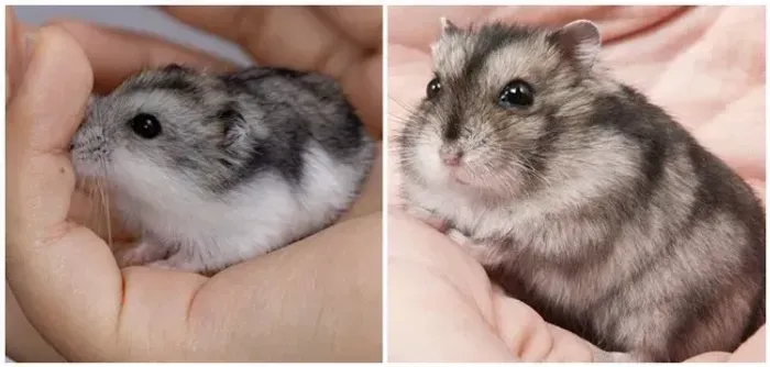Hamster anão russo