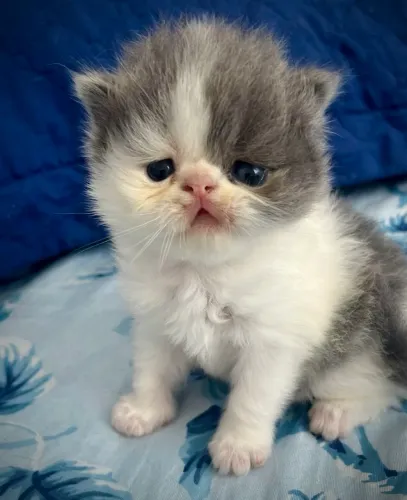 Gatinho Persa Blue 