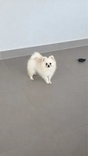 Lulu fêmea 6 meses 