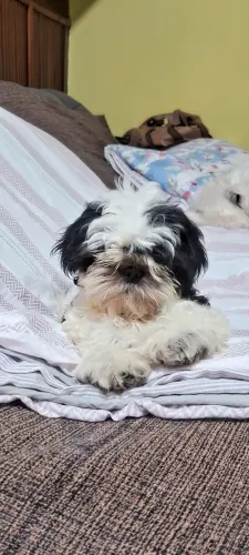 Lindo Filhote de Shitzu Mini 