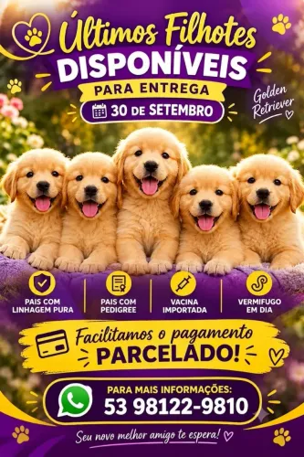 Filhotes de Golden Retriever