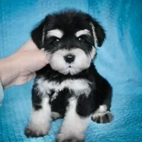 Schnauzer,Schnauzer Filhote Disponível Entrega Facilitada