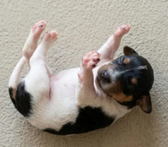 Fox Paulistinha Macho 40 dias
