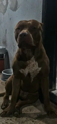 Filhotes de Pit Bull com pit monster à venda