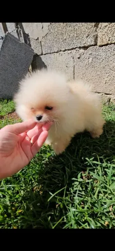 Spitz alemão anão Pedigree e Microchip 