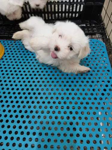 Maltês fêmea linda