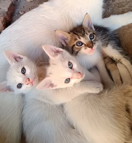 Doação gatos