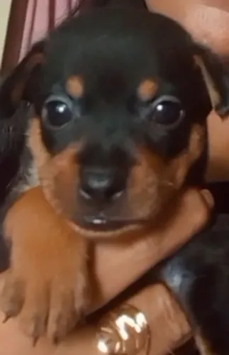Pinscher fêmea n 1