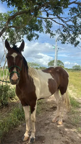 Cavalo Manga larga carto de milha