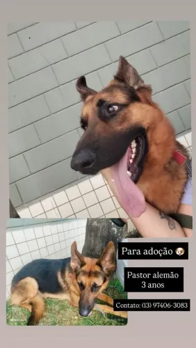 Doação de 2 cachorros machos