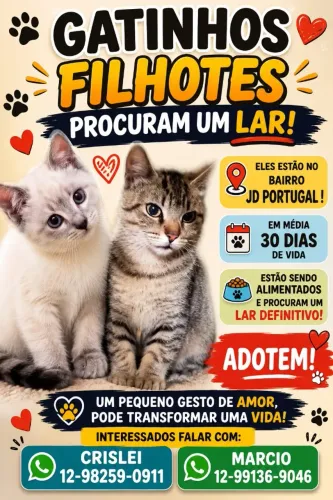 Adoção Responsável de Gatinhos Filhotes - Aproximadamente 30 Dias - São José dos Campos