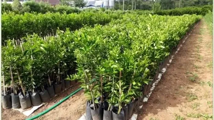 PLANTAS, ÁRVORES, FLORES, VASOS, TERRA, ADUBO DIVERSOS