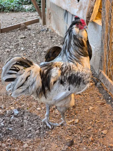 Galo Ameracauna Genética para Ovos Azuis