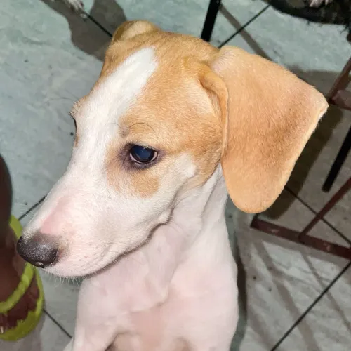 Cachorro macho 6 meses para adoção 