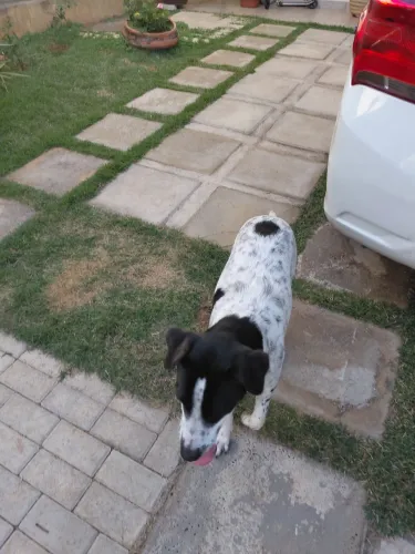 Cachorro vira lata