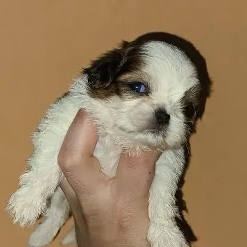 Filhoets de Shih Tzu | Felicidade que anda ao seu lado.