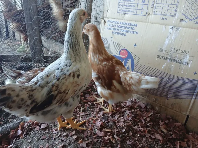 Frangas e Frangos, galinhas e Galos, pintinhos