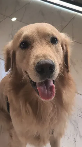 Golden Retriever procura NAMORADA 