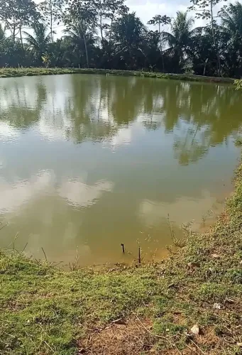 granja com 3.7 hectares no conde próximo a João pessoa  uma excelente oportunidade rica em