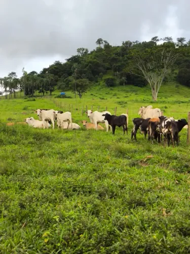 Fazenda - Taquaral (GO)