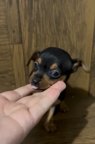 Pinscher macho 0