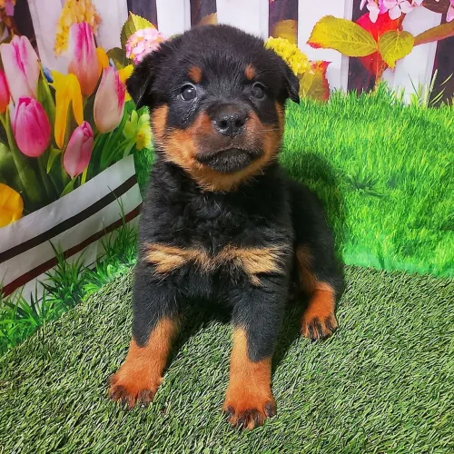 Rottweiler/ Um amigo de porte grande 
