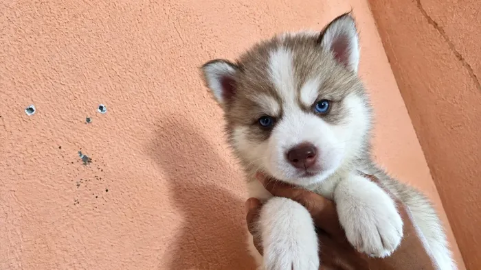 Husky siberiano Canil Barão