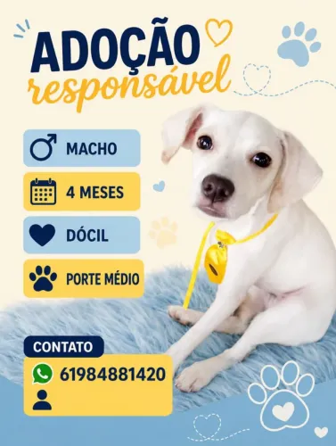 Cão filhote