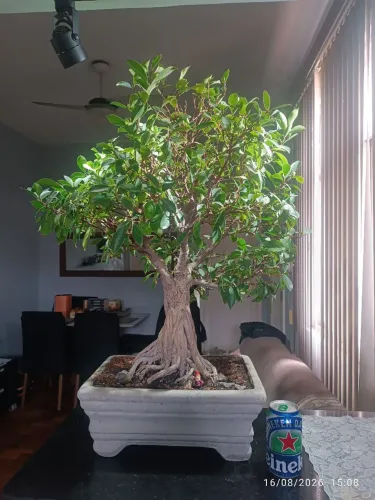 Bonsai 15 anos ficus Microcarpa