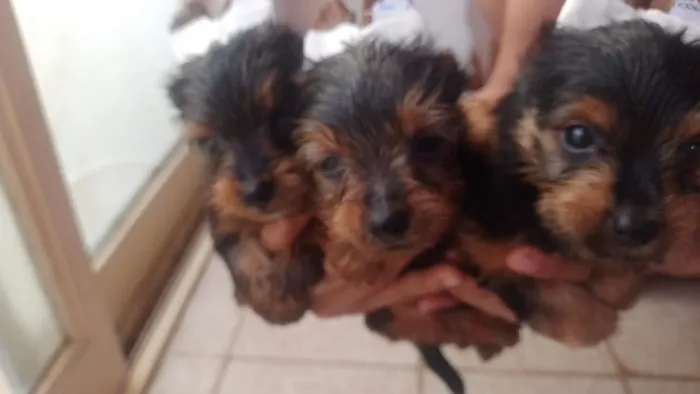 Filhotes de yorkshire terrier 