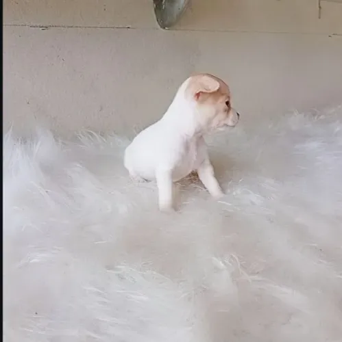 Filhote de chihuahua pelo curto 
