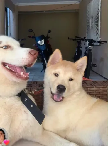 Doação Responsável de Pet