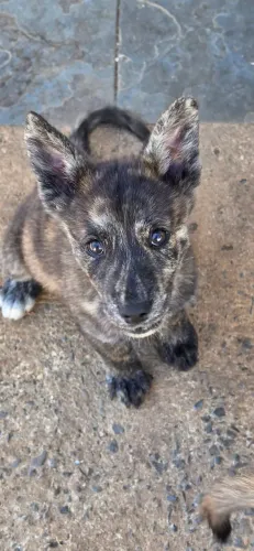 Akita inu