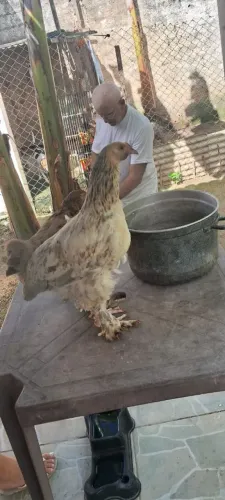 Estou vendendo esse casal de Brahma por r$ 150